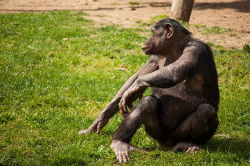 chimpanzee in Lisbon Zoo