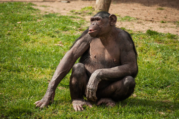 Naklejka premium chimpanzee in Lisbon Zoo