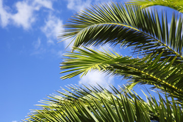 Fototapeta premium Palmenblätter