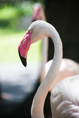 Naklejka premium Flamingo Close up