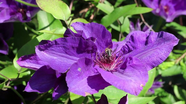Honey bee on violet blooming clematis in the spring garden