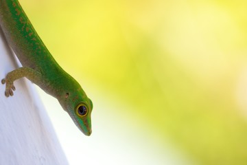 Gecko closeup 2