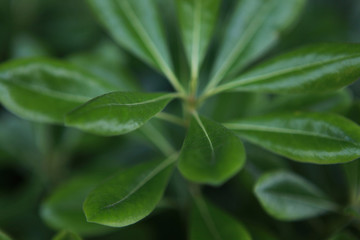 The image of landscape