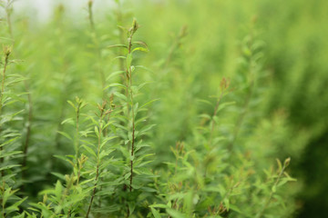 The image of landscape