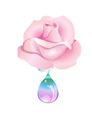 rosa goccia © nuvolanevicata