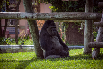 gorilla in Lisbon Zoo © lemtal