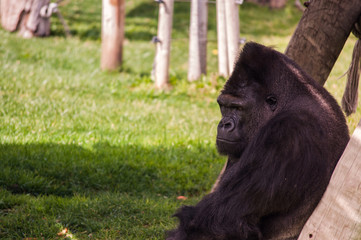 gorilla in Lisbon Zoo © lemtal
