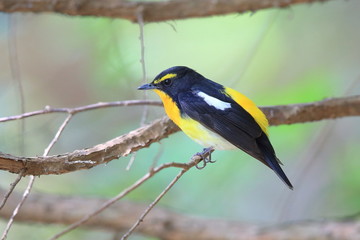 Fototapeta premium キビタキ