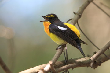 Obraz premium キビタキ