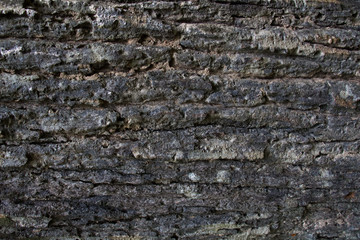 Tree surface,bark texture