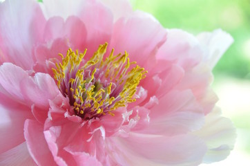 peony
