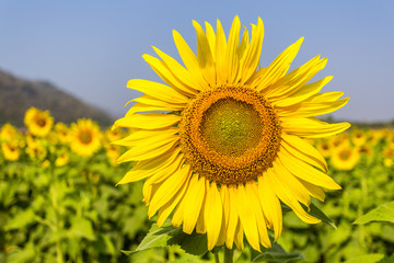 sunflower