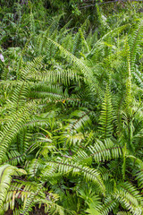 fern forest