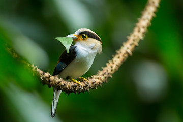 Silver-breasted Broadbill with leaf in her mount