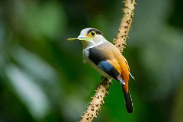 Silver-breasted Broadbill with leaf in her mount