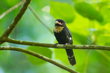 Dusky Broadbill (Corydon sumatranus) on the branch