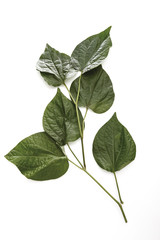 Cha Plu Leaf ( Piper sarmentosum ),erhöhte Ansicht