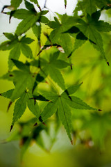 The image of landscape