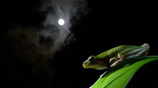 timelapse, southern leaf frog on moon and moving clouds