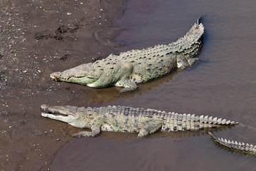 Large American Crocodiles in Costa Rica © nstanev