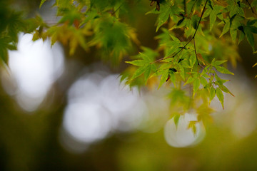 The image of landscape