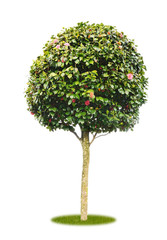 Freigestellte Kamelie mit Blüten als Parkbaum