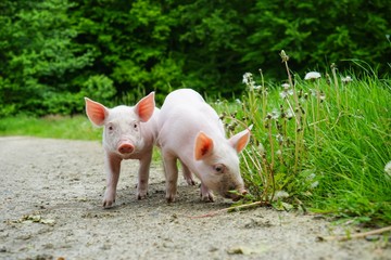 Zwei Ferkel am Wegesrand