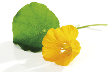 Blüte und Blatt von Große Kapuzinerkresse (Tropaeolum majus)