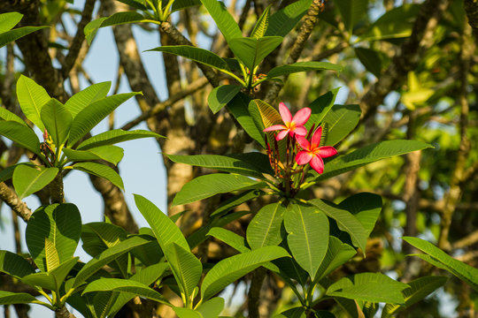 pink temple tree flower