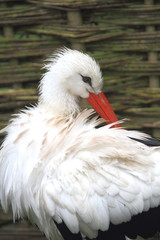 White stork