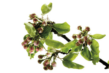 Blütenknospen von Birne (Pyrus ) , close-up