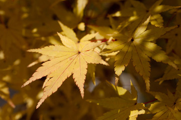 The image of landscape