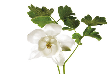 Aquilegia , close-up