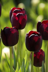 Crédence de cuisine en verre imprimé Tulipe black tulip