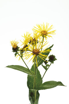 Echter Alant (Inula helenium L.)