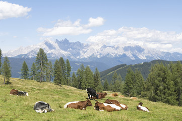 Fototapeta na wymiar  Rinder auf der Alm Ruhe