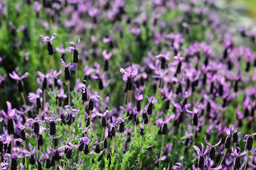 Obraz premium French lavender-2