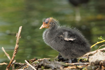 Eurasian Coot, Coot, Fulica atra