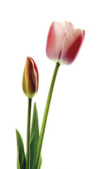 Tulpen ( Tulipa) , close-up