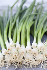 Obraz premium Frühlingszwiebeln , close up