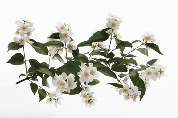 Süße Mock - Orange gegen weißen Hintergrund