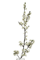 Weißdorn Zweig (Crataegus ) , close-up