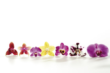 Verschiedene Orchideen in einer Reihe