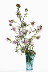 Gemeinsame Malven ( Malva sylvestris) in Blumenvase