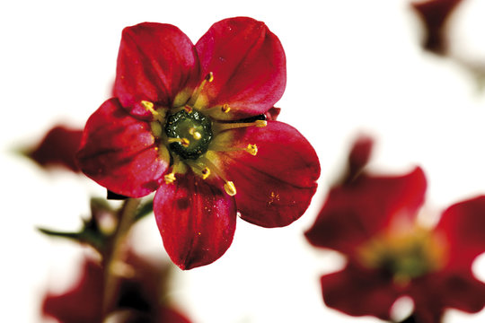 Saxifraga - Arendsii - Hybriden , close-up