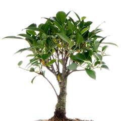 Chinese green bonsai tree