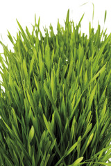 Fototapeta na wymiar Gras mit Wassertropfen