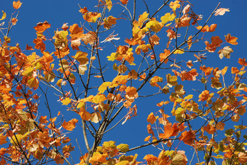 Tree in autumn colours