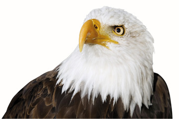 Weißkopfseeadler
