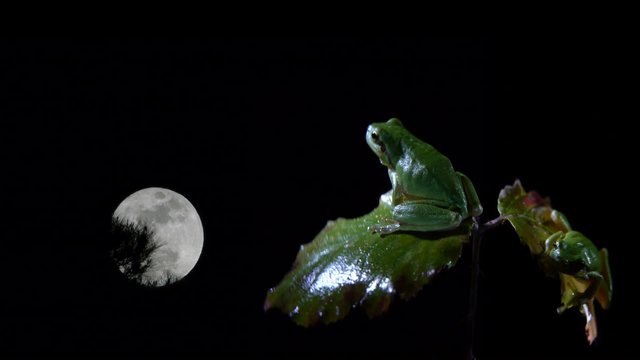 two frogs watching the full moon